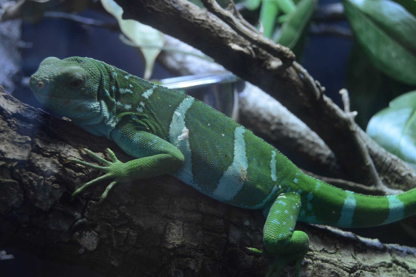 World of Reptiles and Friends - Central Fijian Banded Iguana (Brachylophus bulabula)