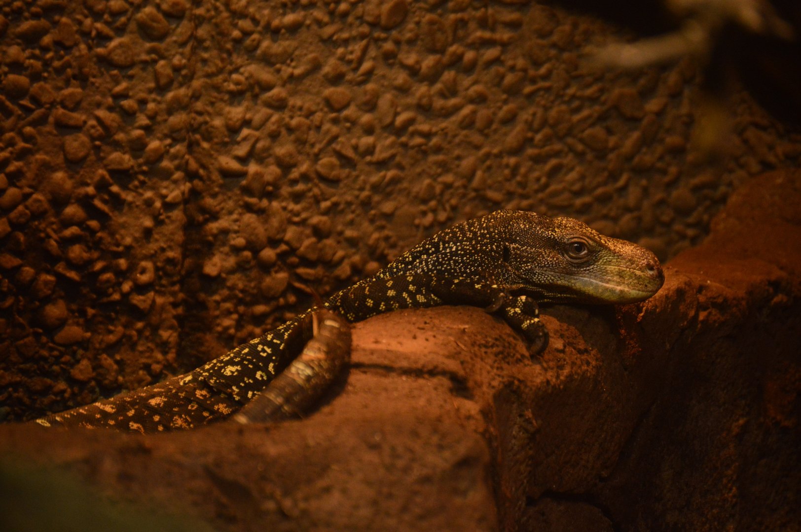 World of Reptiles and Friends - Crocodile Monitor (Varanus salvadorii)