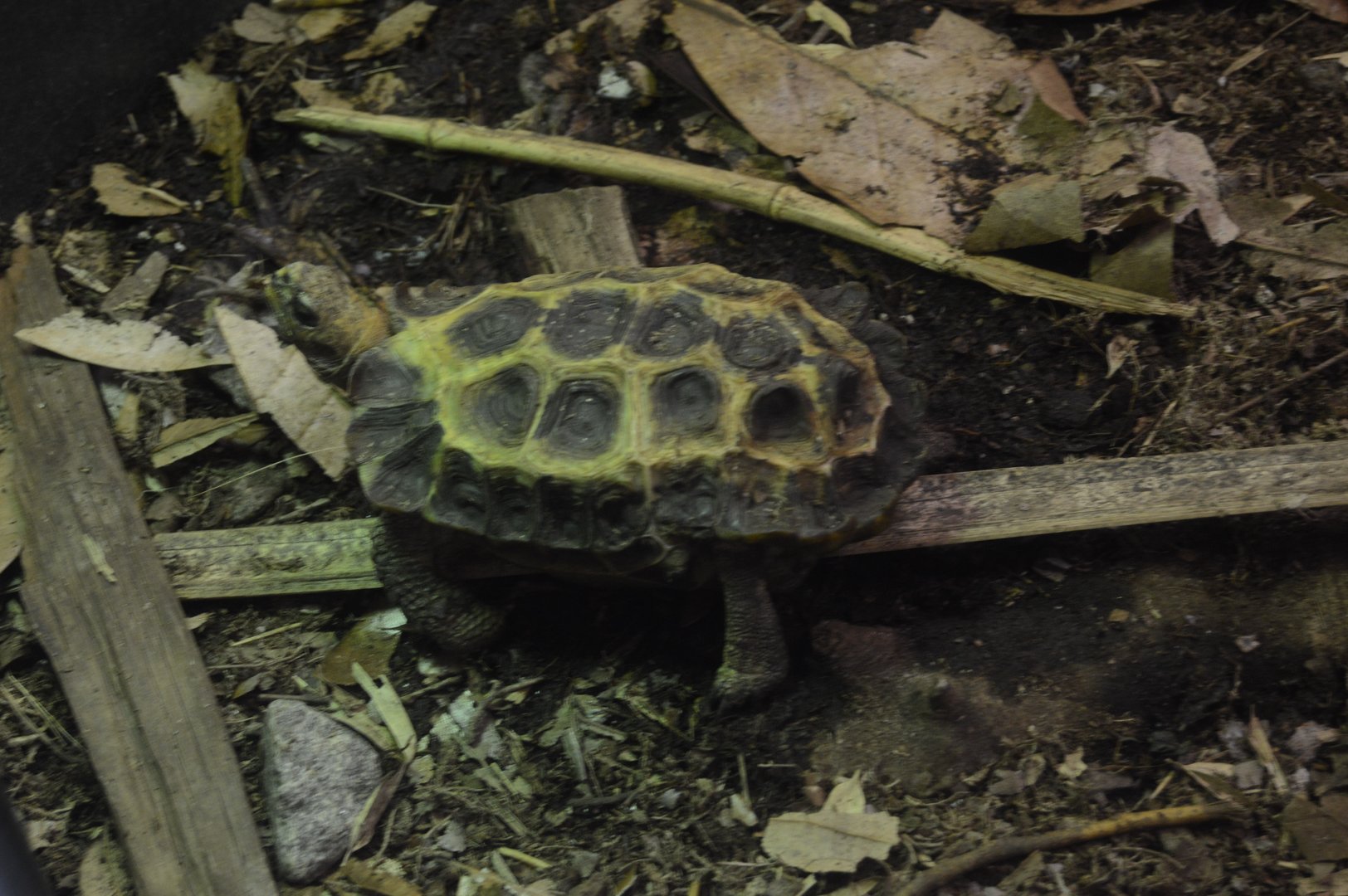 World of Reptiles and Friends - Eroded Hingeback Tortoise (Kinixys erosa)? - NEED ID