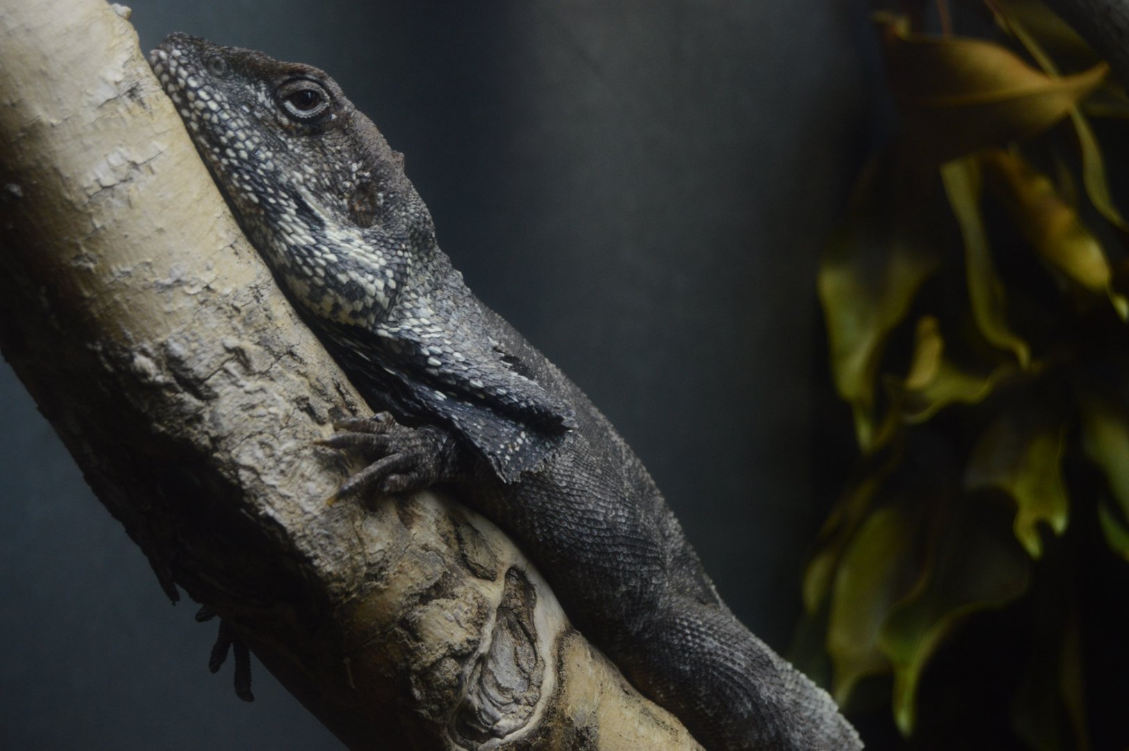 World of Reptiles and Friends - Frilled Lizard (Chlamydosaurus kingii)
