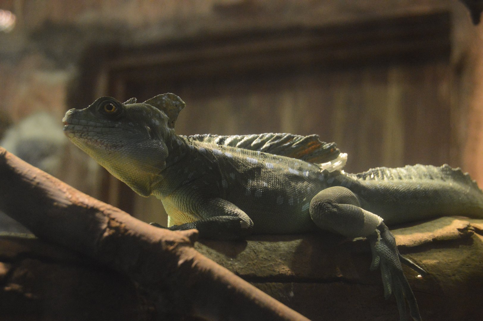 World of Reptiles and Friends - Green Basilisk (Basiliscus plumifrons)