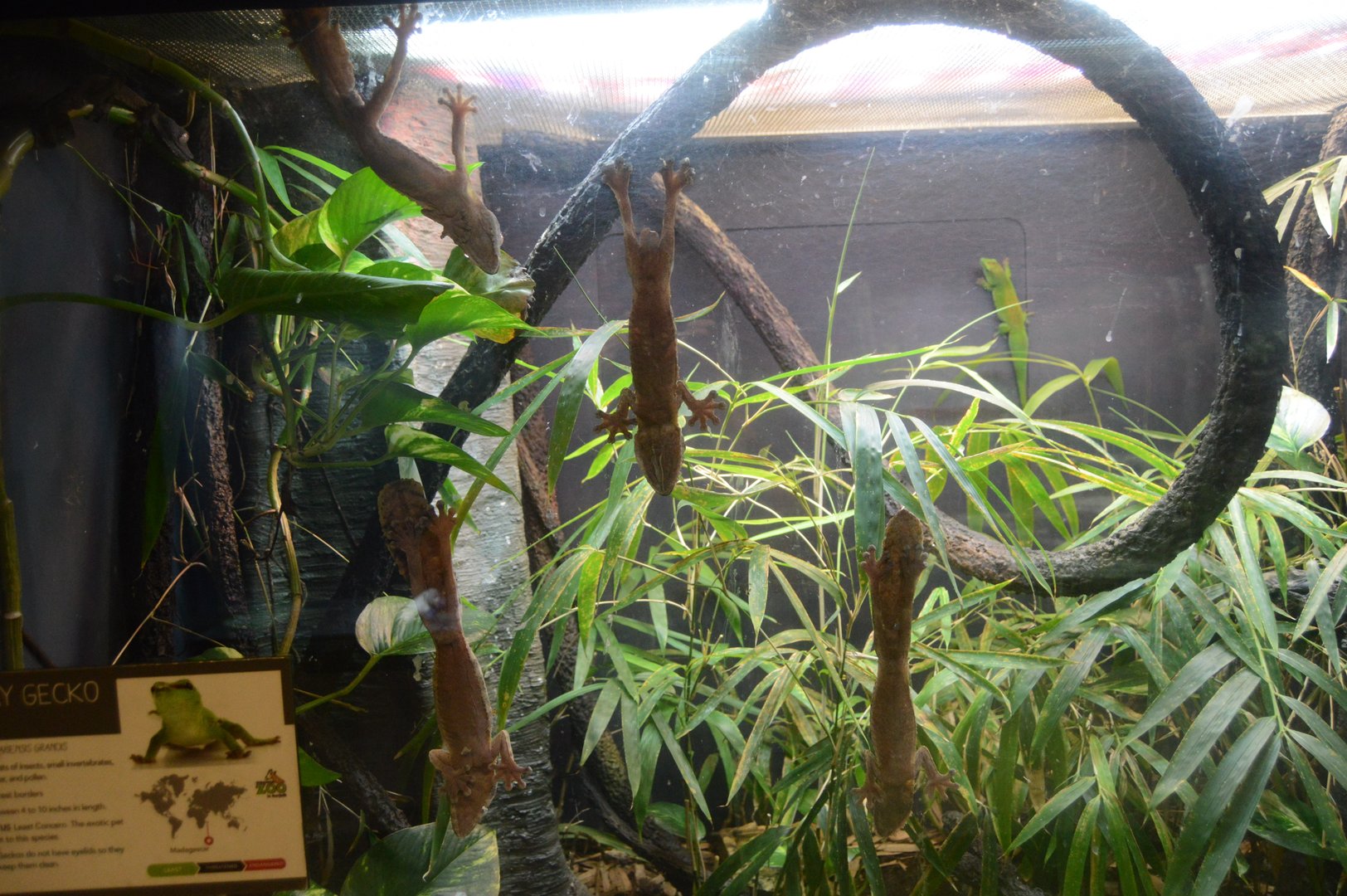 World of Reptiles and Friends - Henkel's Leaf-tailed Gecko (Uroplatus henkeli)