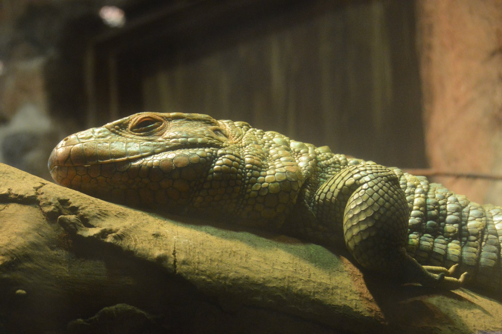 World of Reptiles and Friends - Northern Caiman Lizard (Dracaena guianensis)