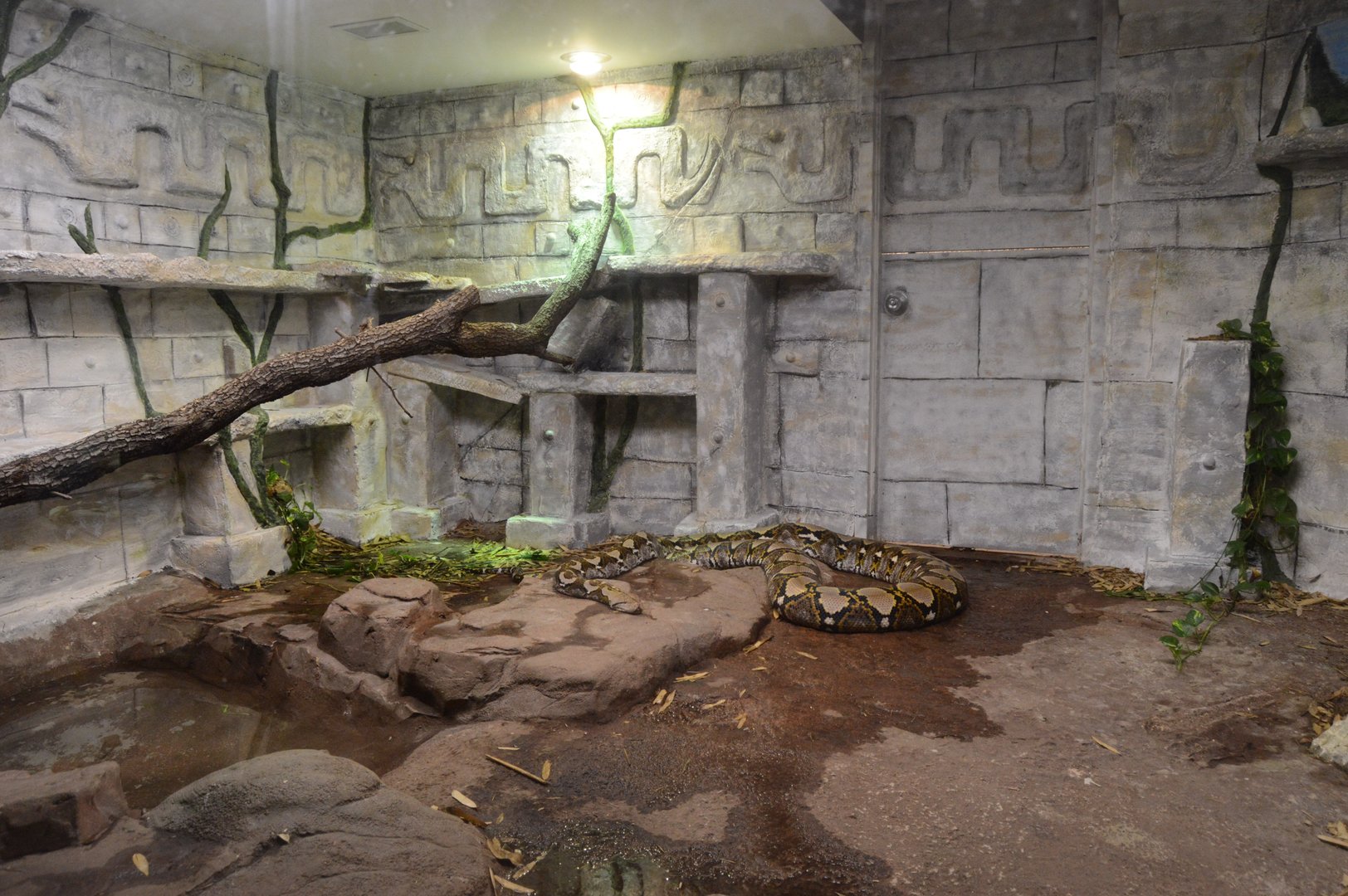 World of Reptiles and Friends - Reticulated Python (Malayopython reticulatus)