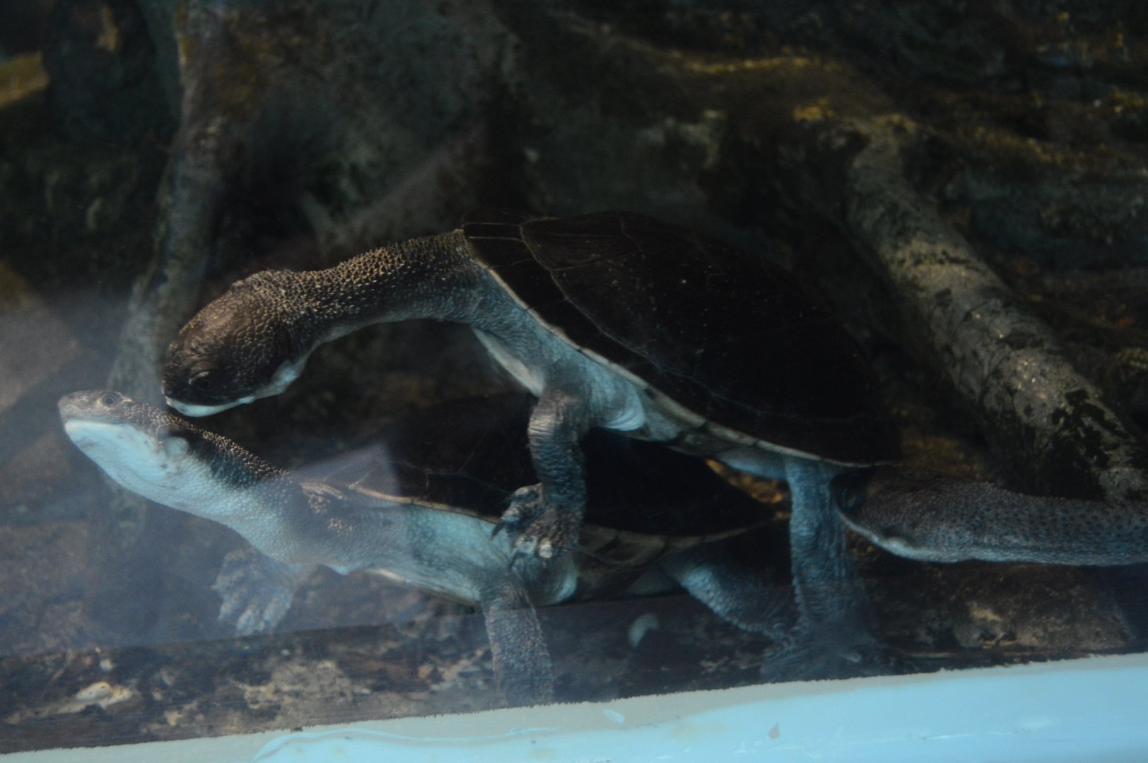 World of Reptiles and Friends - Roti Island Snake-necked Turtle (Chelodina mccordi)