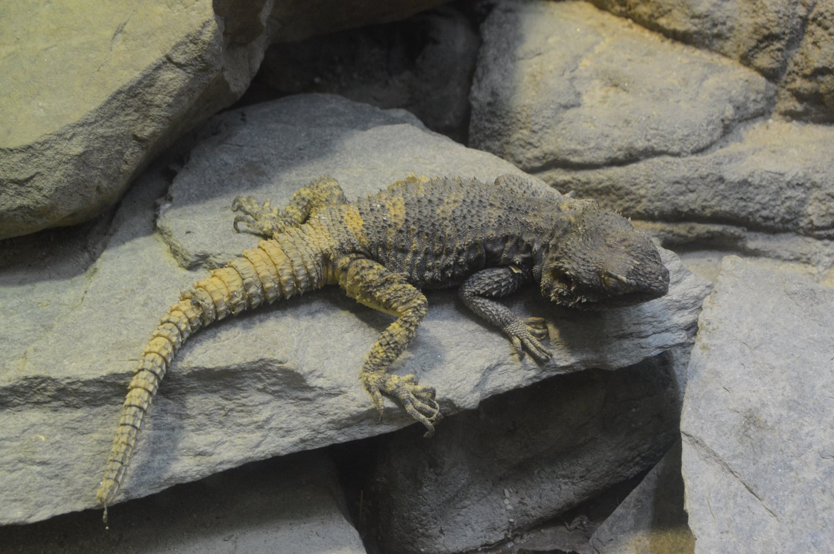 World of Reptiles and Friends - Roughtail Rock Agama (Laudakia stellio)