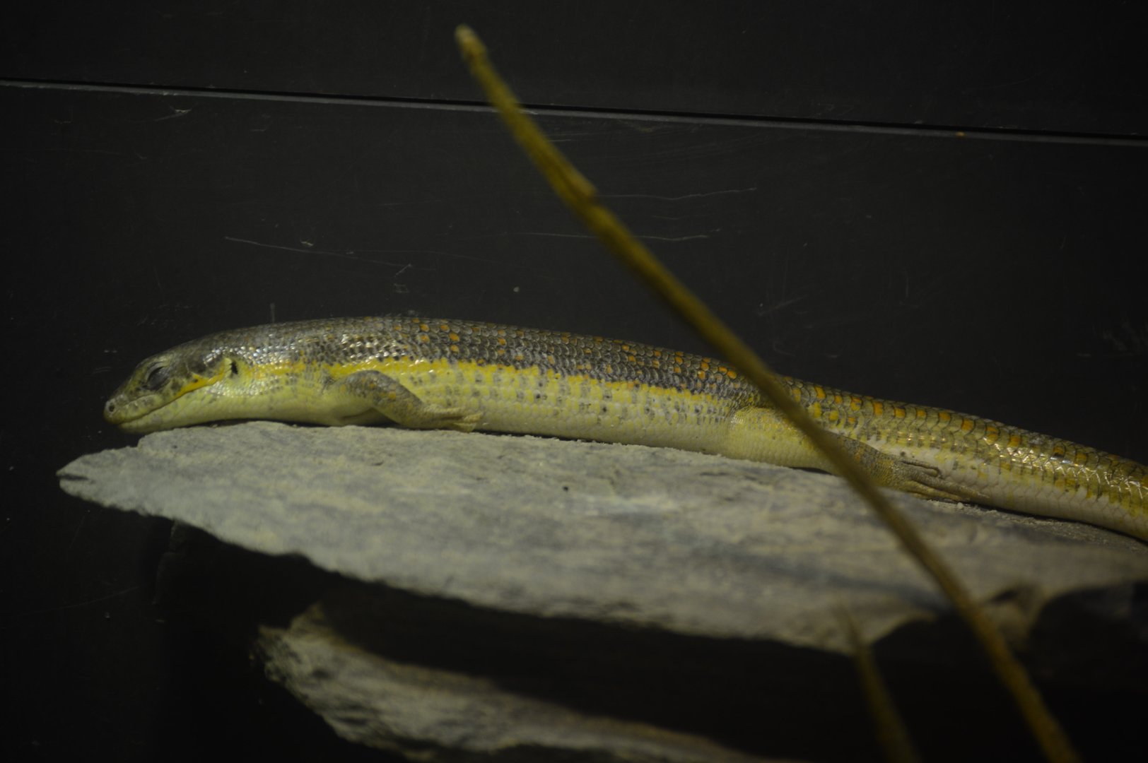 World of Reptiles and Friends - Schneider's Skink (Eumeces schneiderii)