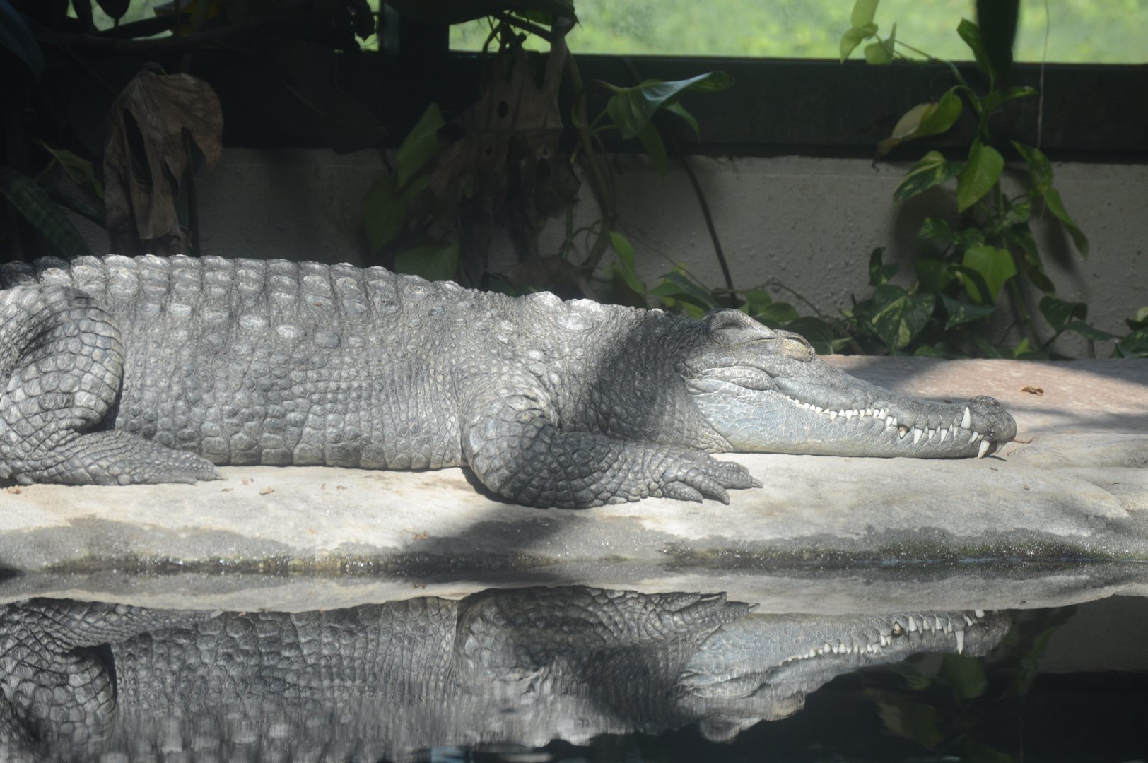 World of Reptiles and Friends - Siamese Crocodile (Crocodylus siamensis)