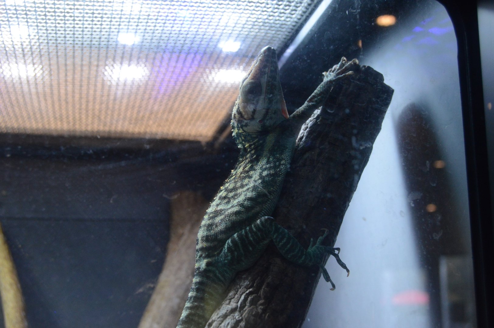 World of Reptiles and Friends - Smallwood's Anole (Anolis smallwoodi)