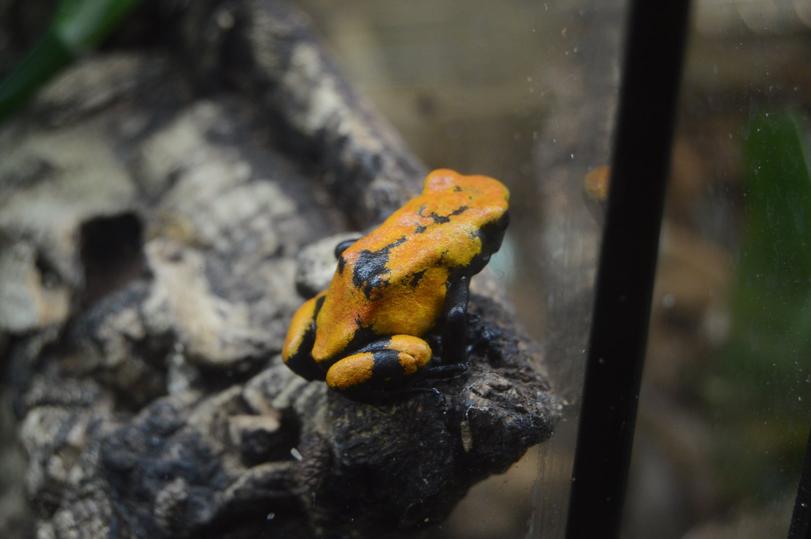 World of Reptiles and Friends - Splashback Poison Frog (Adelphobates galactonotus)