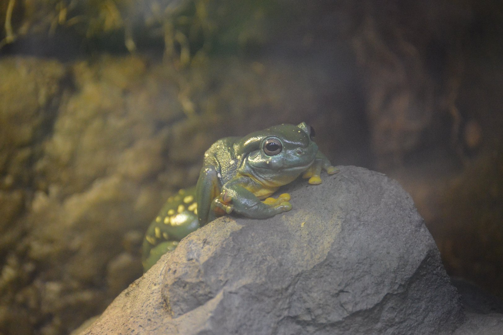 World of Reptiles and Friends - Splendid Treefrog (Ranoidea splendida)