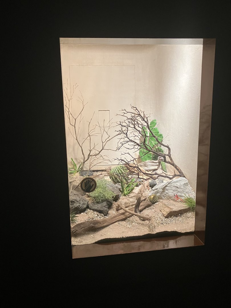 World of Reptiles - Aruba Island Rattlesnake Terrarium