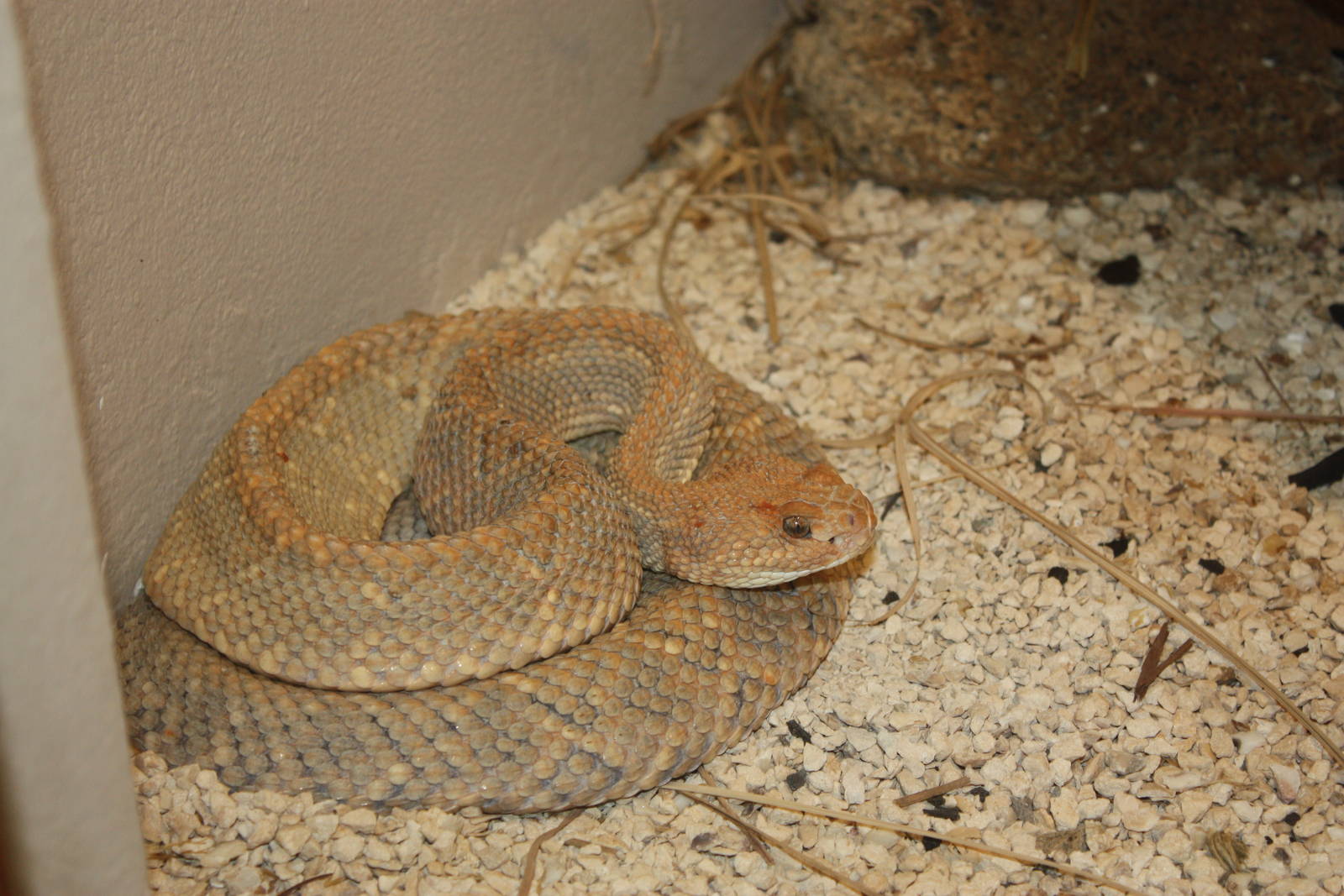World of Reptiles- Aruba Island Rattlesnake