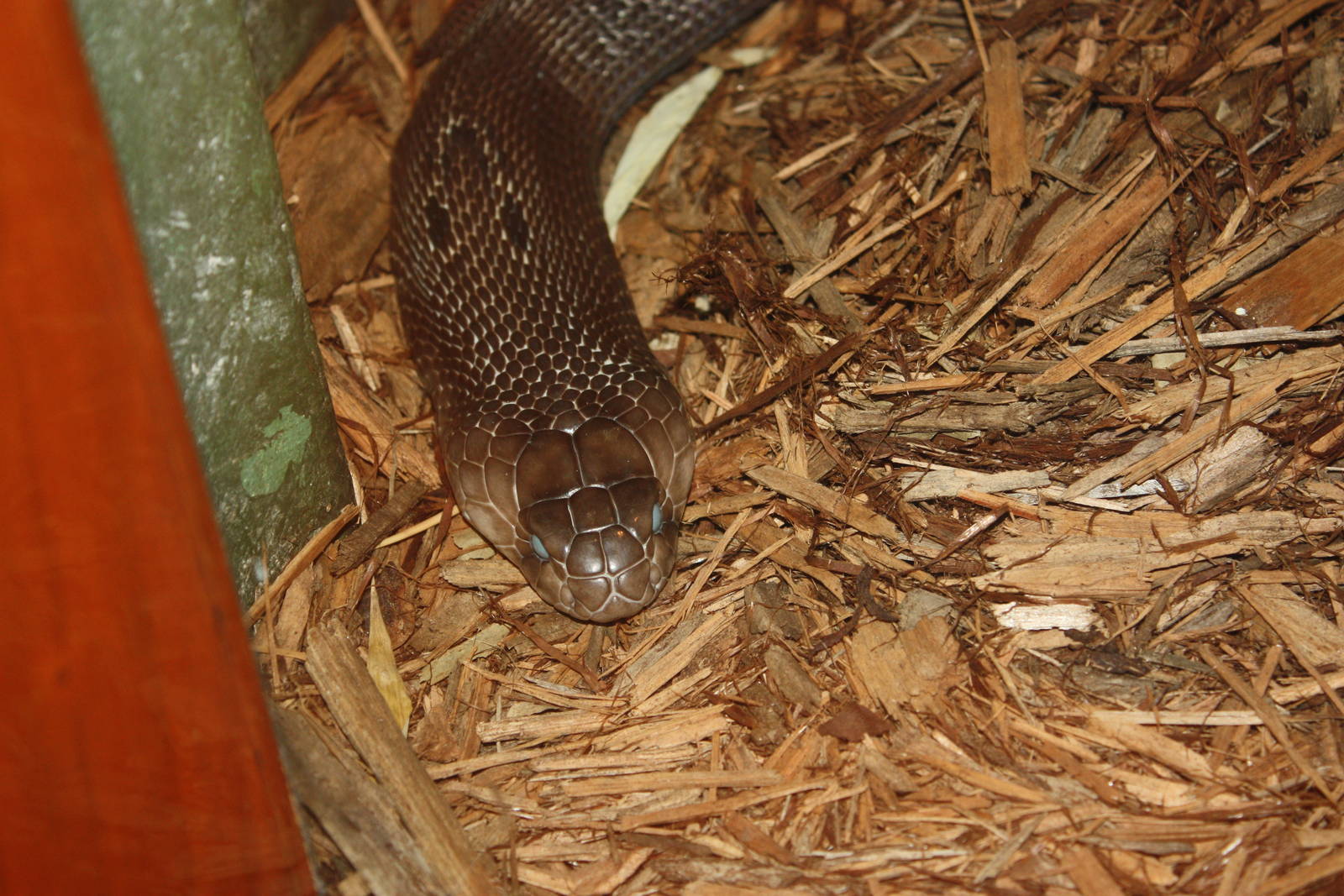World of Reptiles- Asiatic Cobra