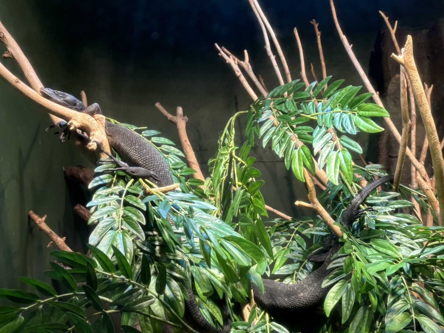 World of Reptiles- Black Tree Monitor Exhibit