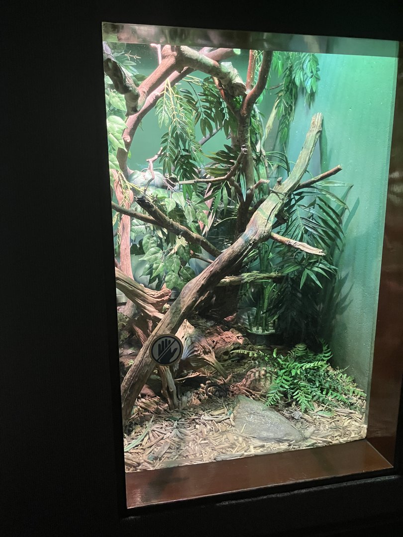 World of Reptiles -Black Tree Monitor Terrarium