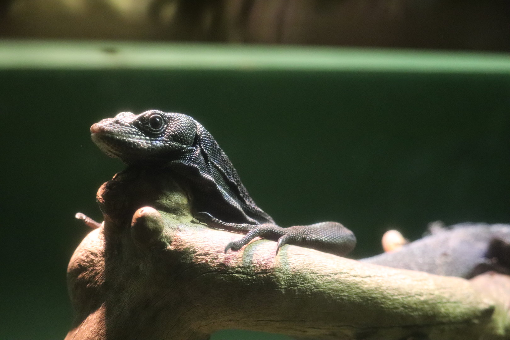 World of Reptiles - Black Tree Monitor