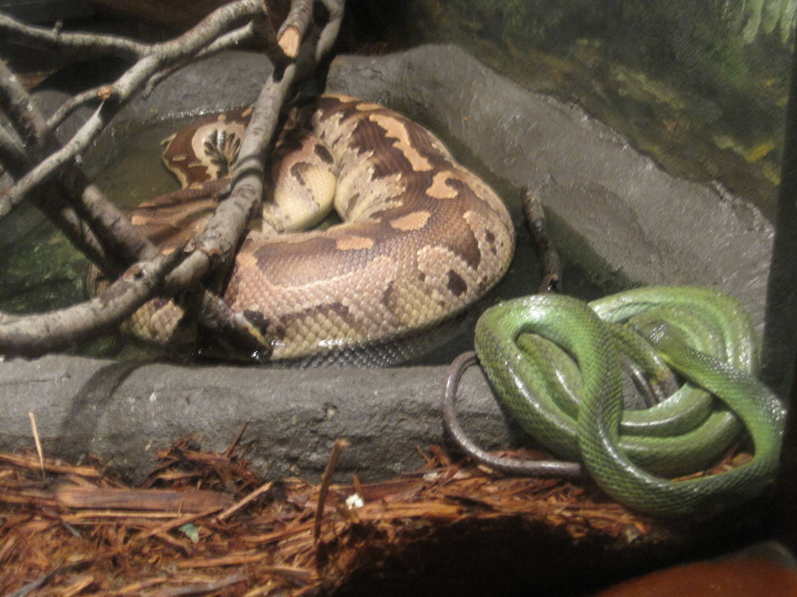 World of Reptiles- Blood Python and Asian Vine Snake?