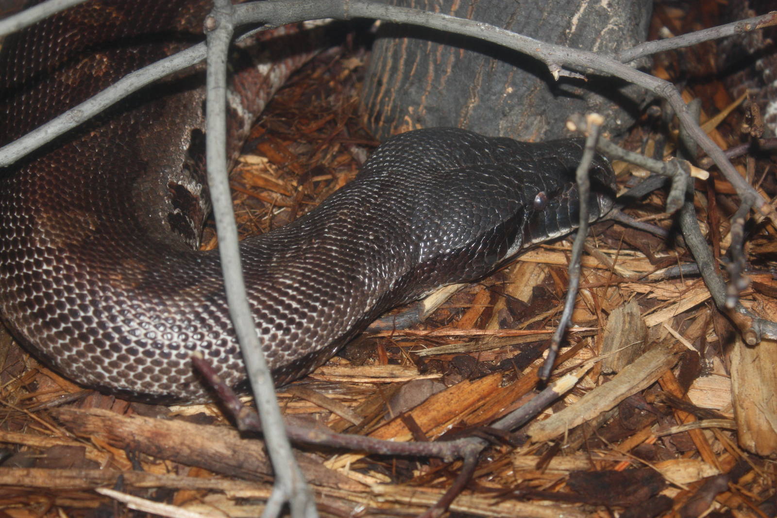 World of Reptiles- Blood Python