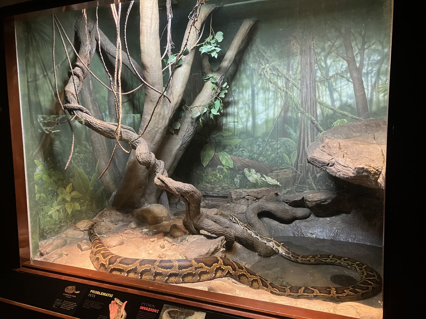 World of Reptiles - Burmese Python Exhibit
