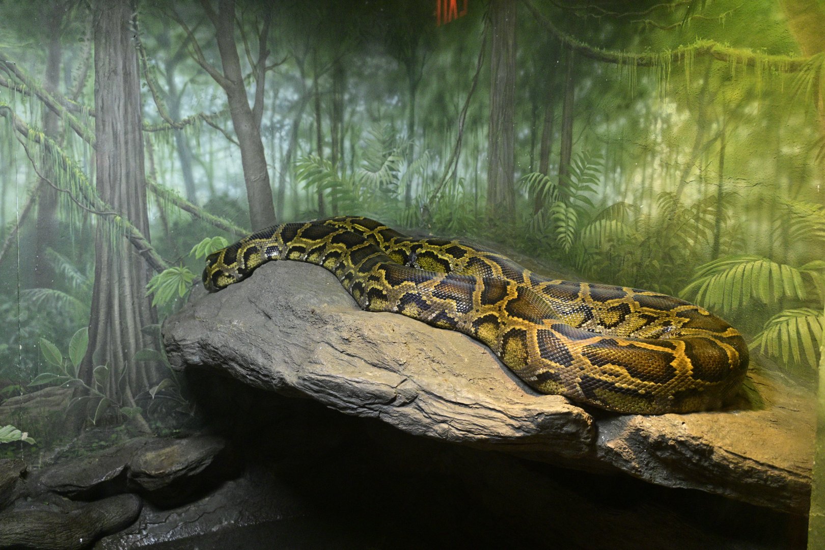 World of Reptiles - Burmese Python (Python bivittatus)