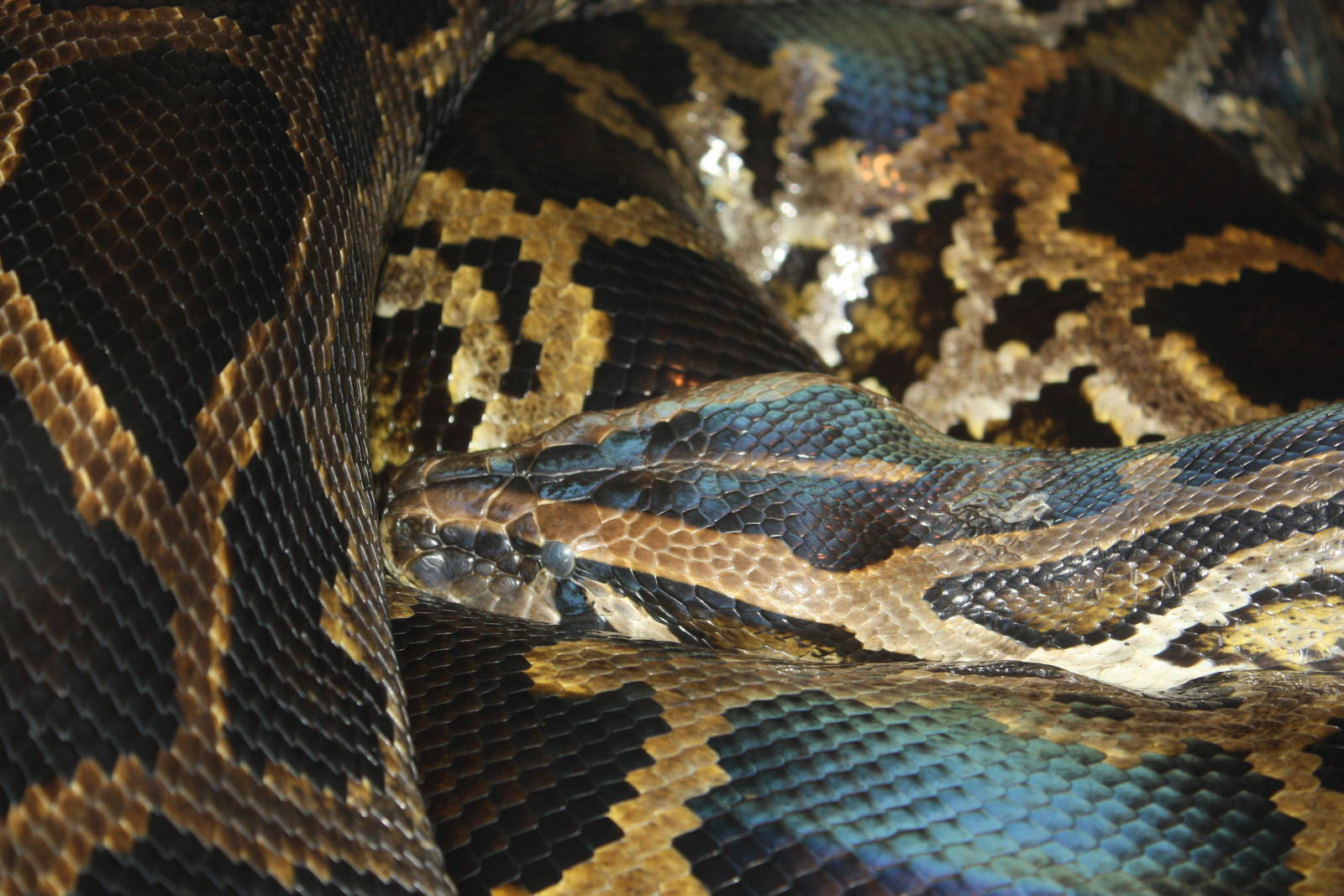 World of Reptiles- Burmese Python