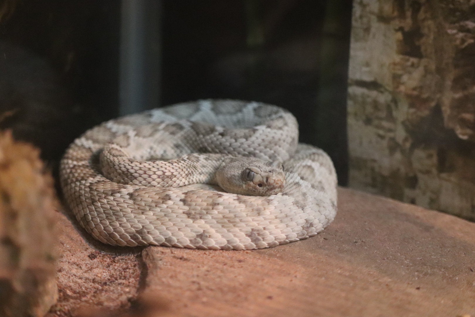 World of Reptiles - Catalina Island Rattlesnake