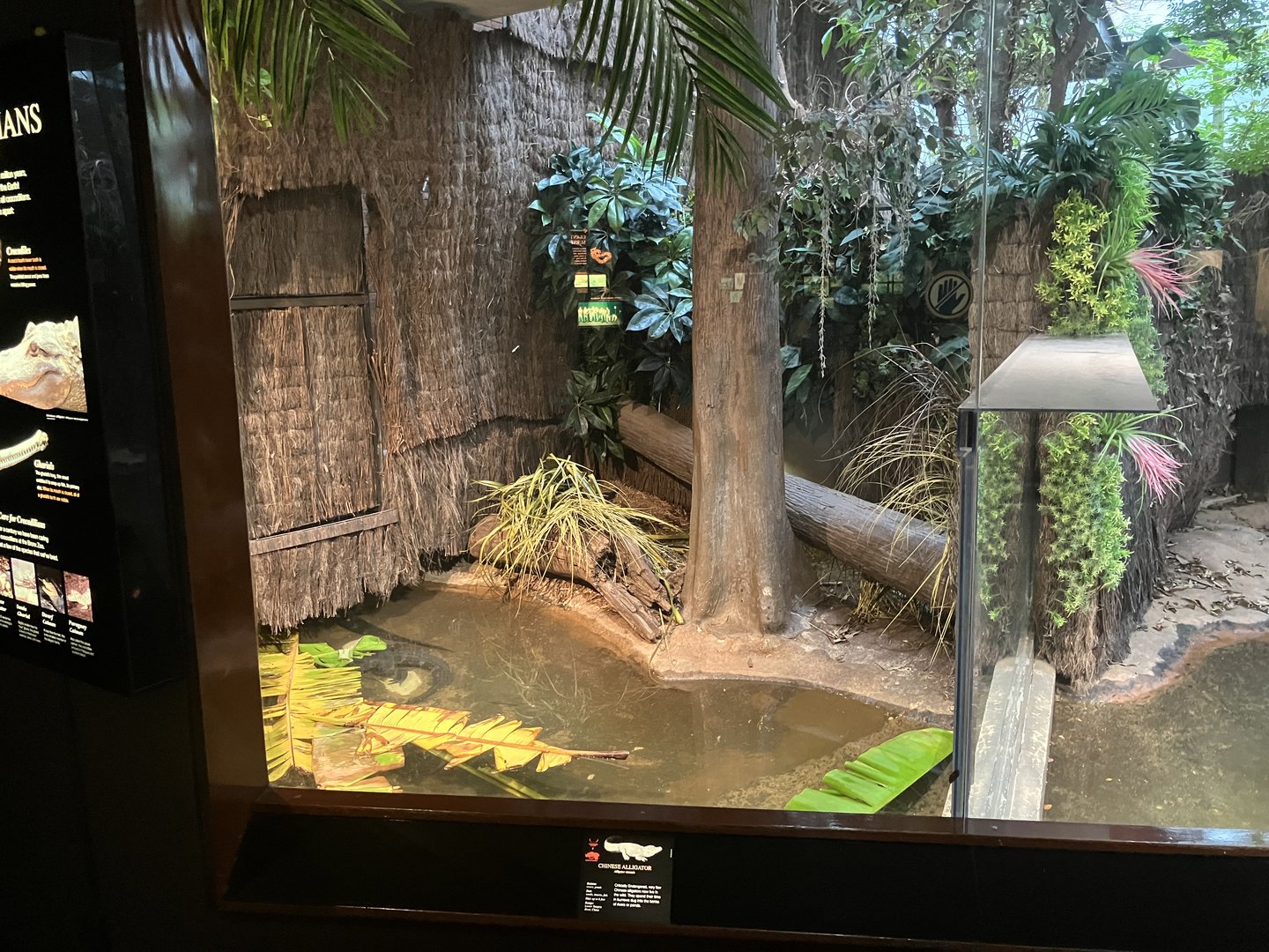 World of Reptiles - Chinese Aligator Exhibit