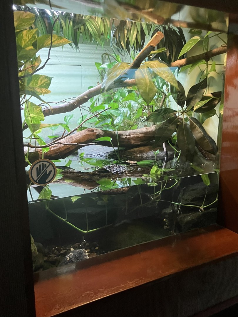 World of Reptiles - Chinese Crocodile Lizard/Yellow-Headed Box Turtle Terrarium