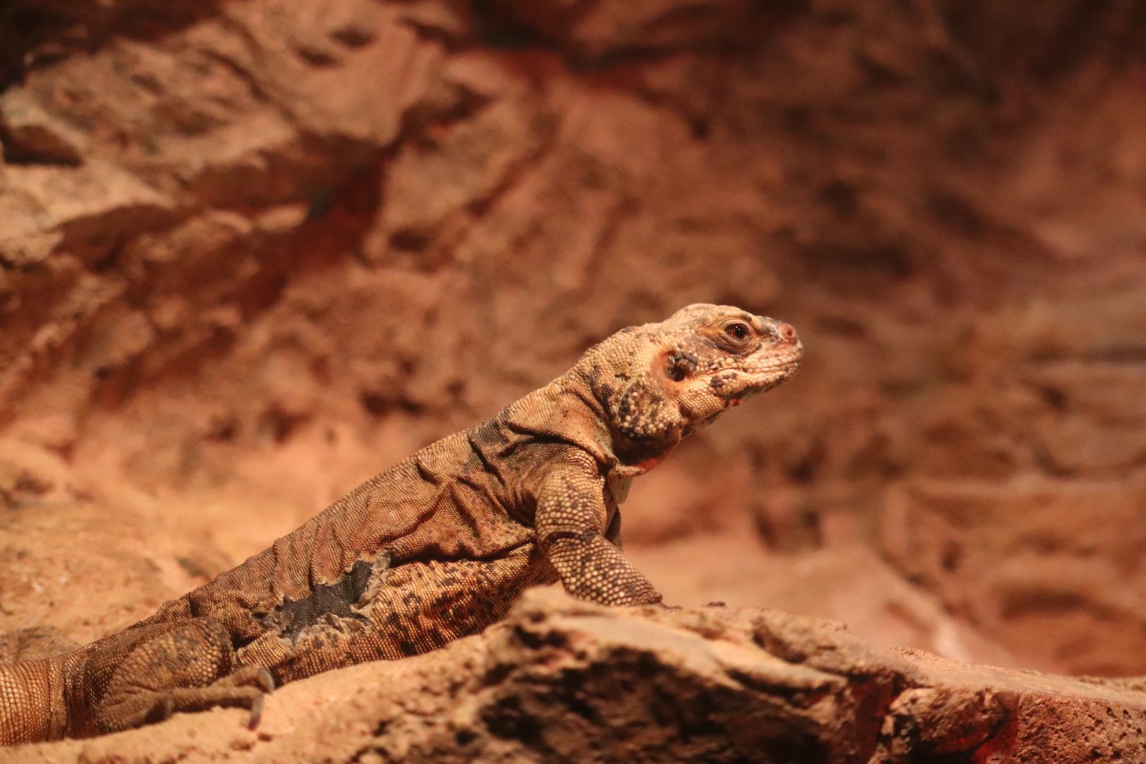 World of Reptiles - Chuckwalla