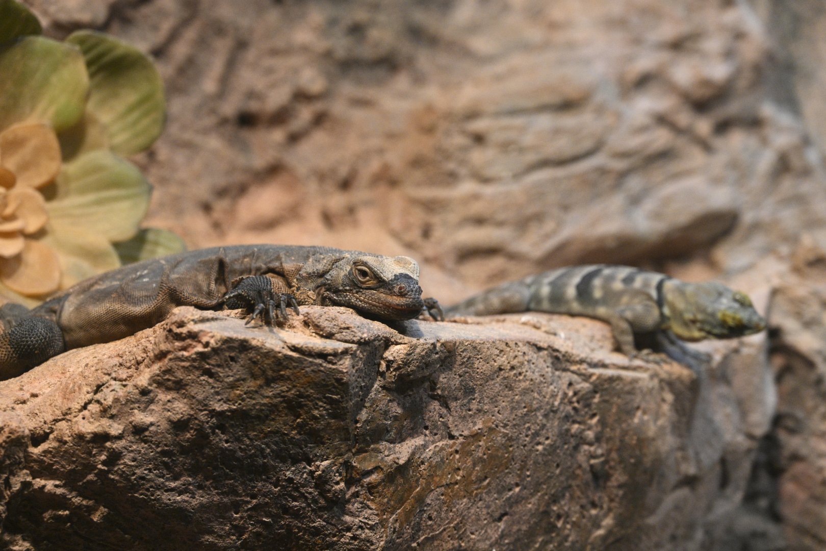 World of Reptiles - Common Chuckwalla (Sauromalus ater) and Baja California Rock Lizard (Petrosaurus thalassinus)