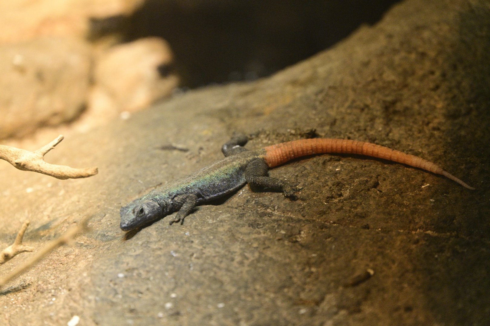 World of Reptiles - Common Flat Lizard (Platysaurus intermedius)