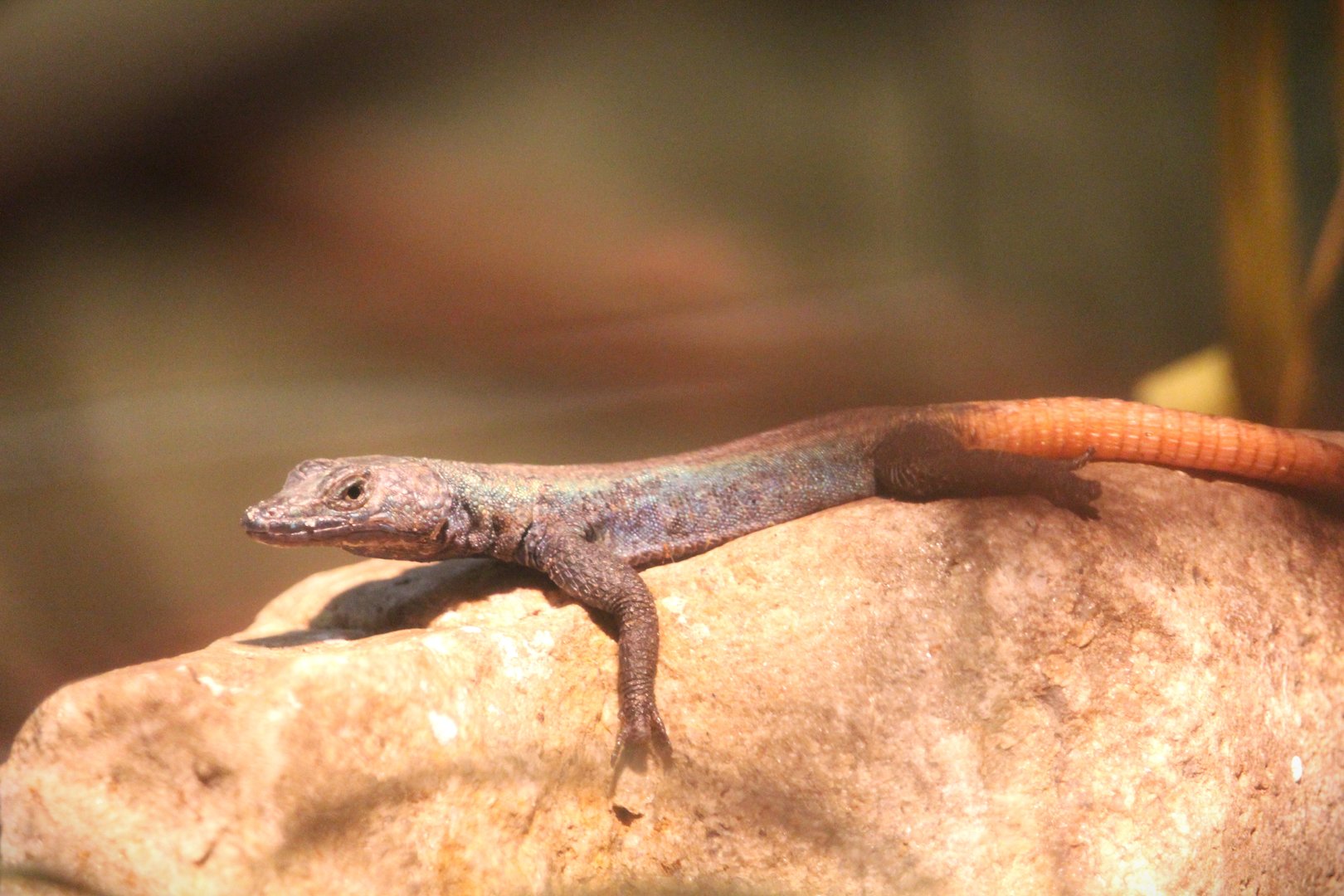 World of Reptiles - Common Flat Lizard