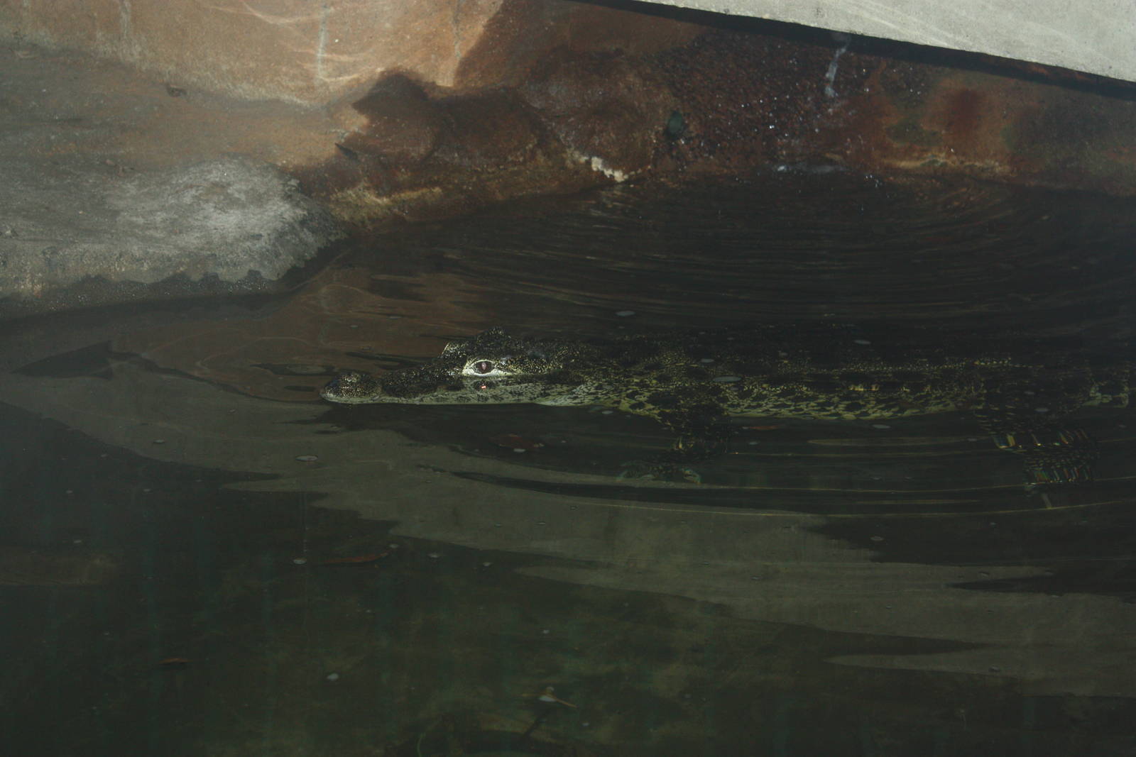 World of Reptiles- Cuban Crocodile