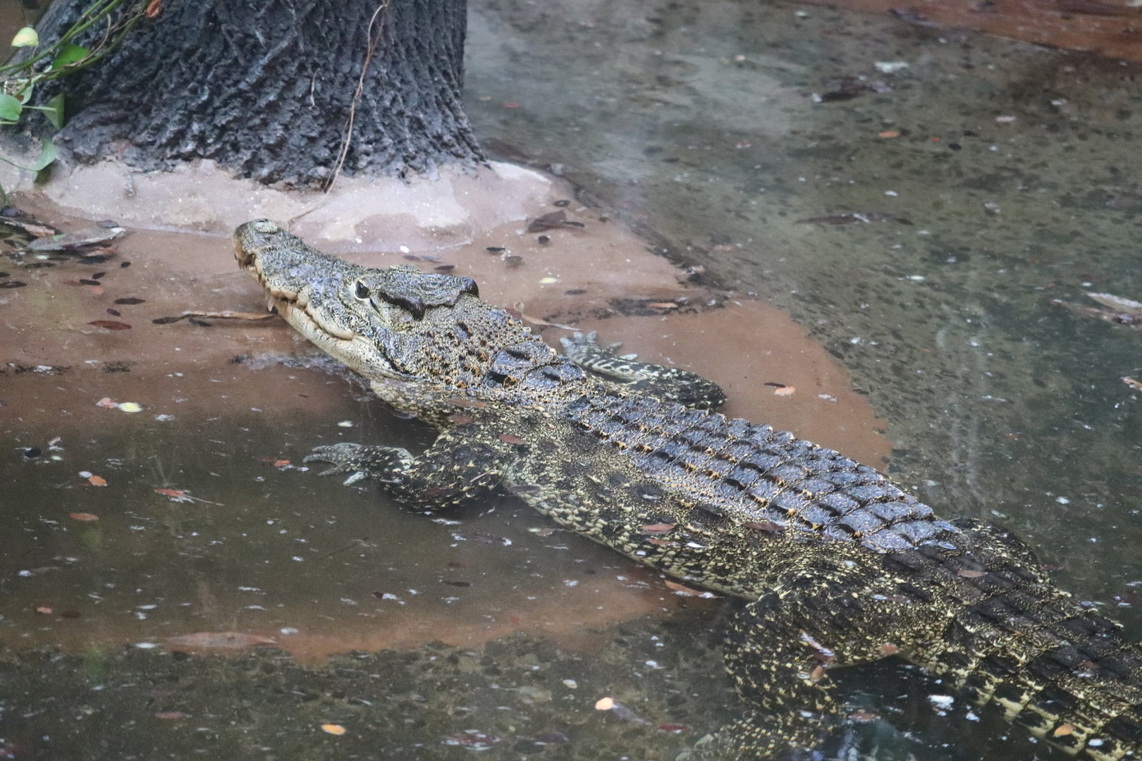 World of Reptiles - Cuban Crocodile