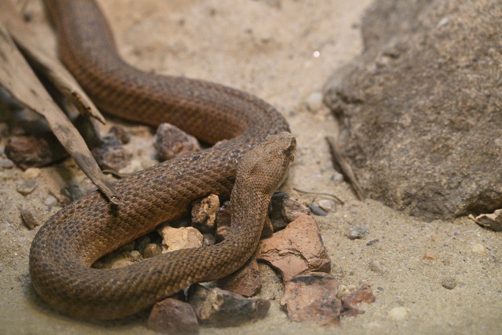 World of Reptiles - Cyclades Blunt-nosed Viper (Macrovipera lebetinus schweizeri)