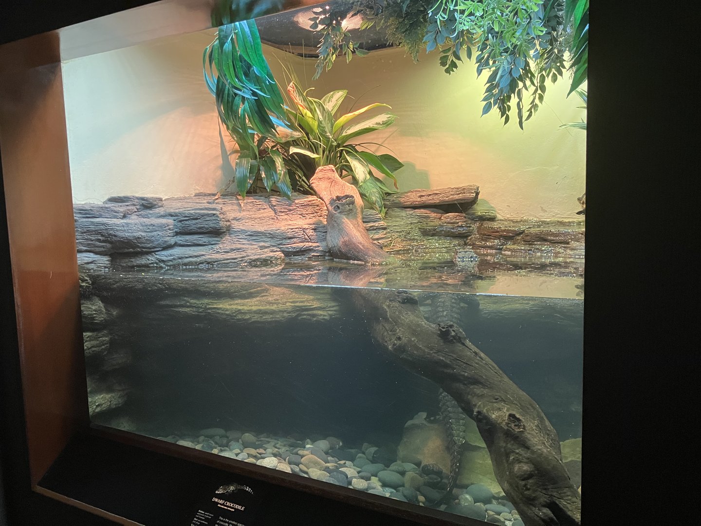 World of Reptiles - Dwarf Crocodile Exhibit