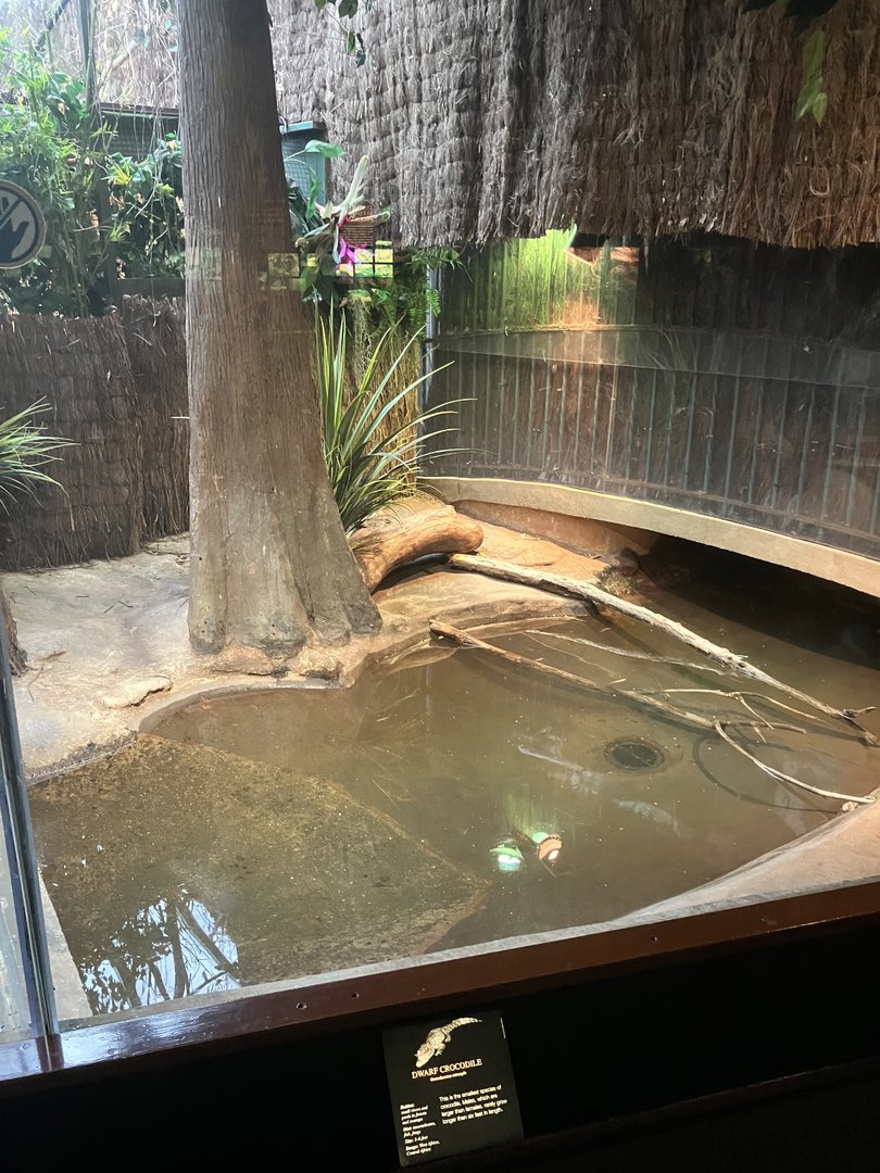 World of Reptiles - Dwarf Crocodile Exhibit