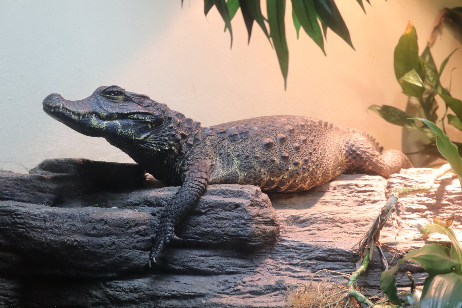World of Reptiles - Dwarf Crocodile