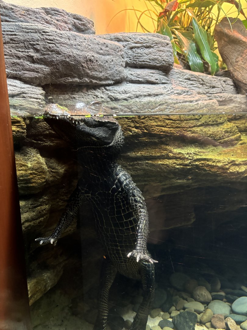 World of Reptiles- Dwarf Crocodile