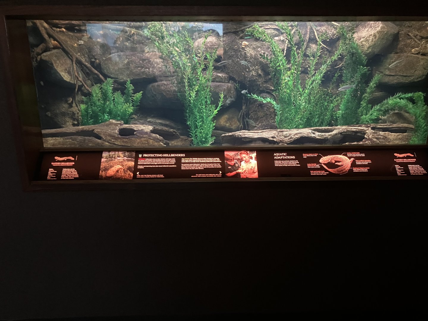 World of Reptiles - Eastern Hellbender Tank