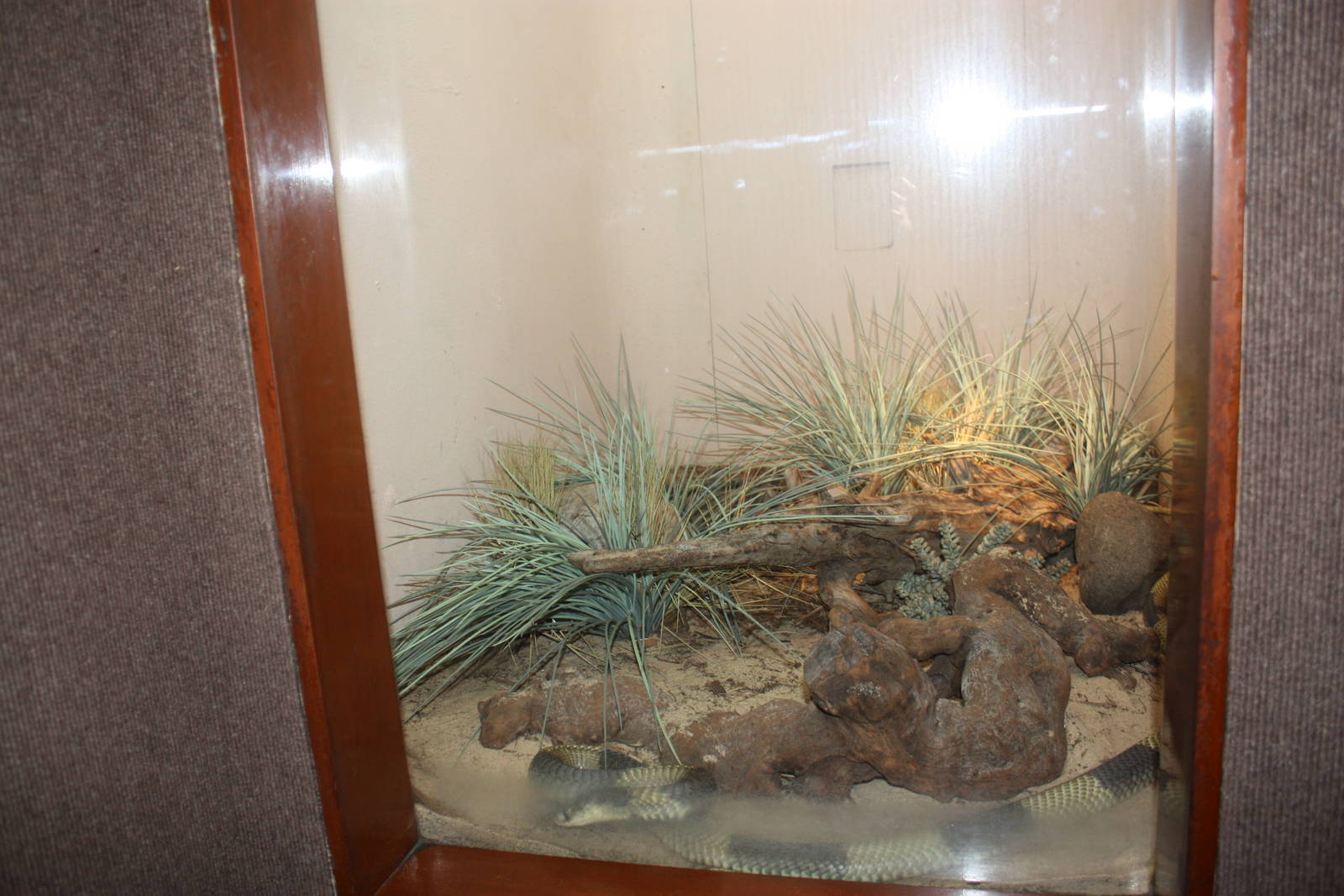 World of Reptiles- Egyptian Cobra Exhibit