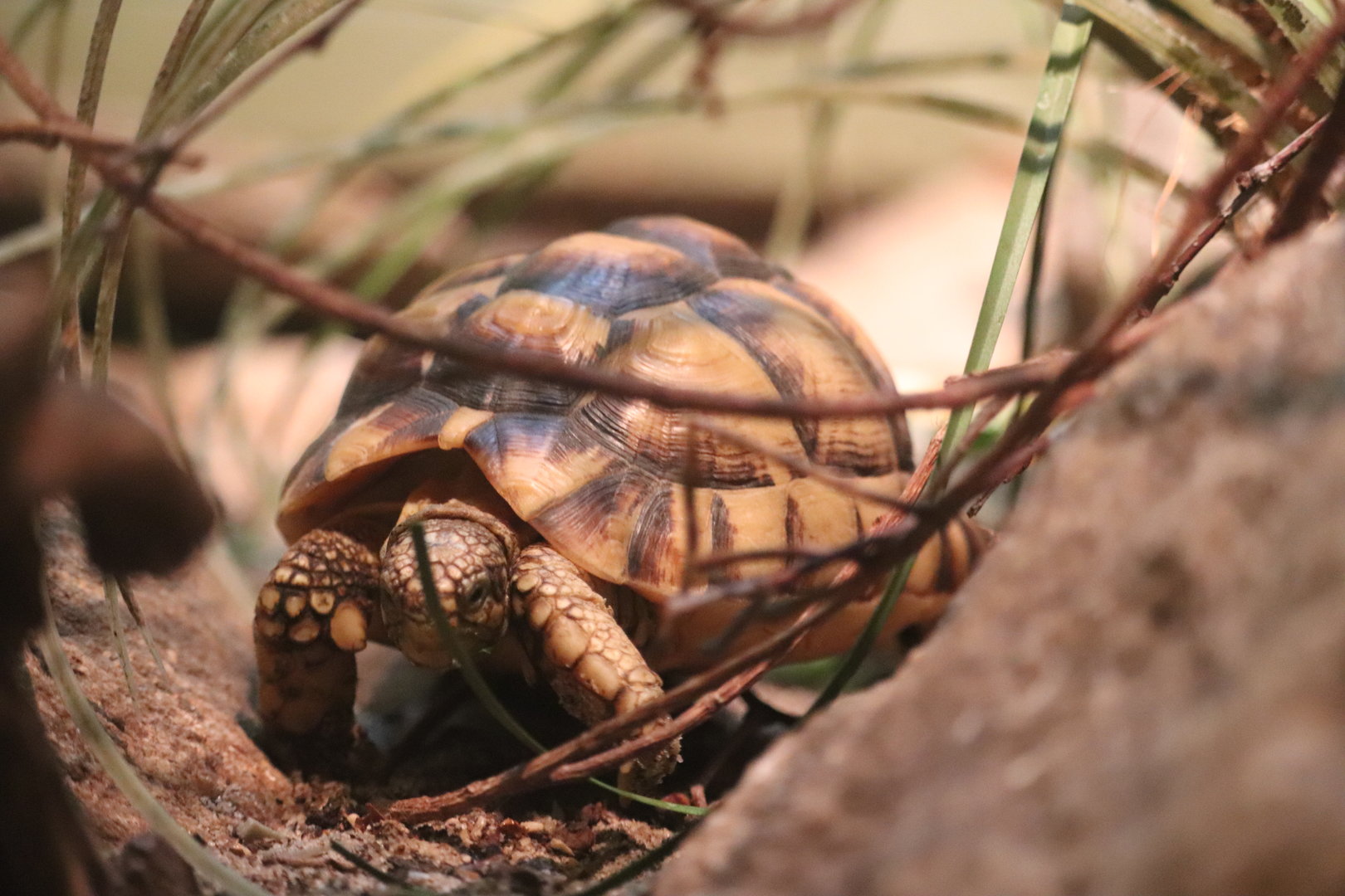 World of Reptiles - Egyptian Tortoise