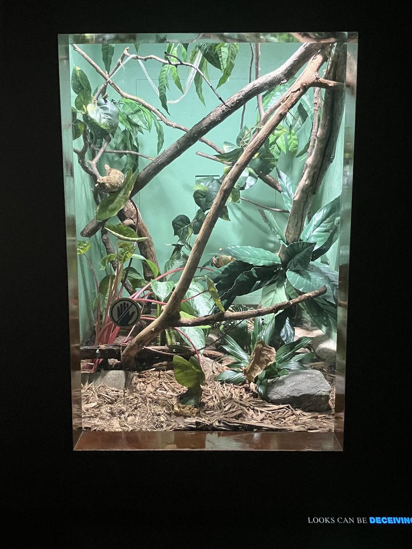 World of Reptiles - Emerald Tree Boa Terrarium