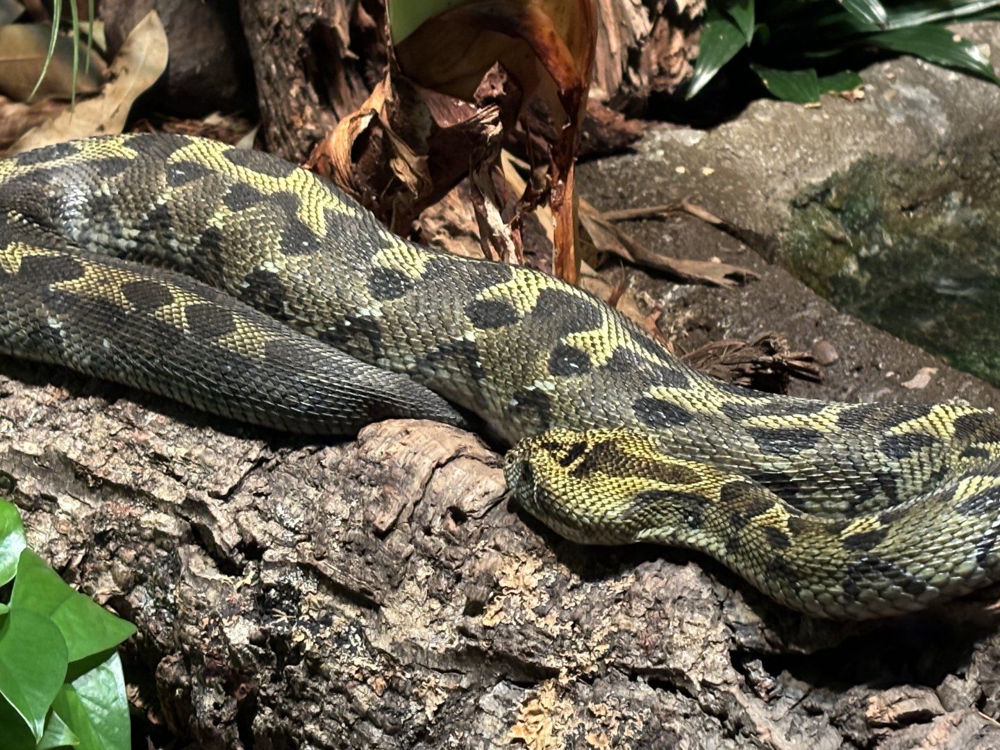 World of Reptiles- Ethiopia Viper