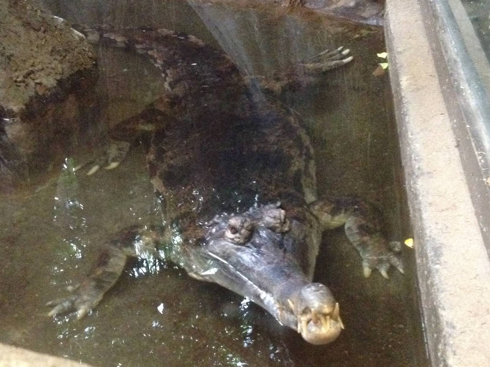 World of Reptiles - False Gavial