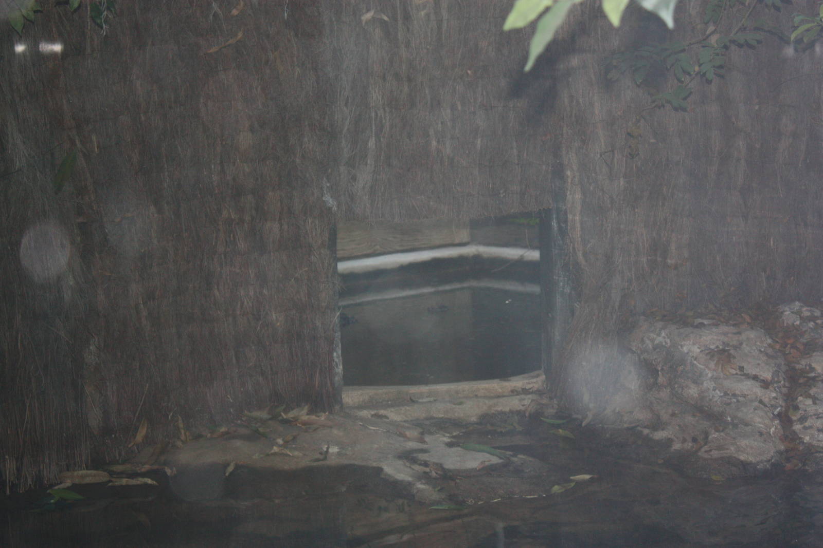 World of Reptiles- False Gharial Off-Exhibit Area