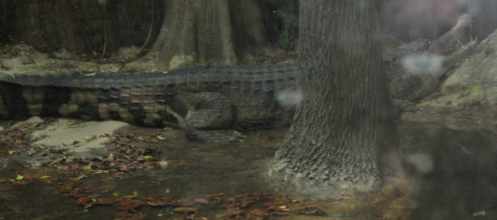 World of Reptiles- False Gharial