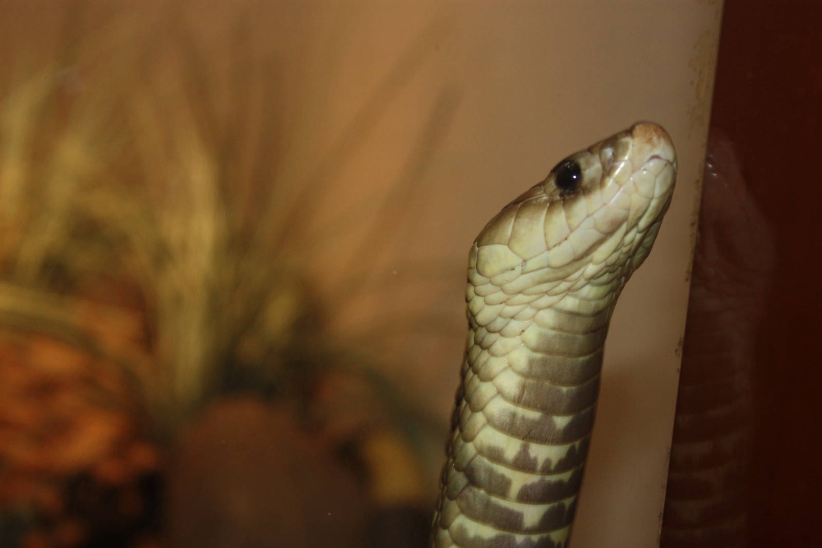 World of Reptiles- Famous Cobra Escapee