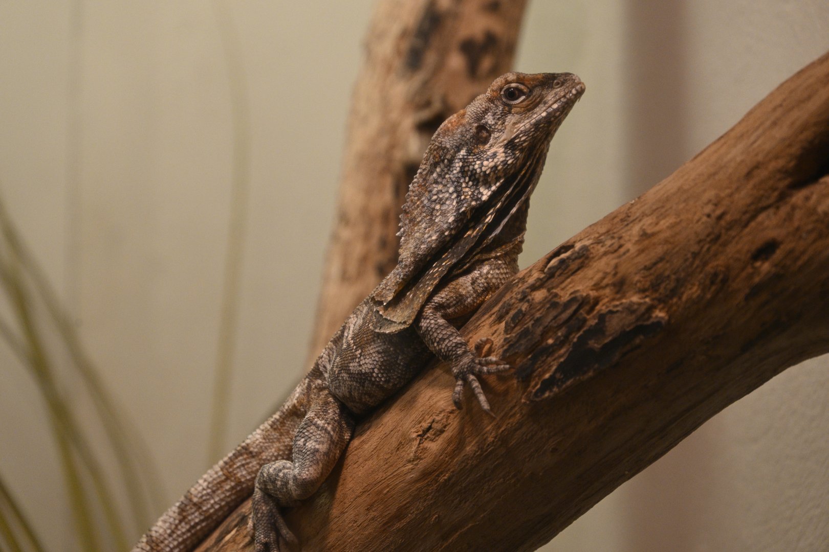 World of Reptiles - Frilled Lizard (Chlamydosaurus kingii)